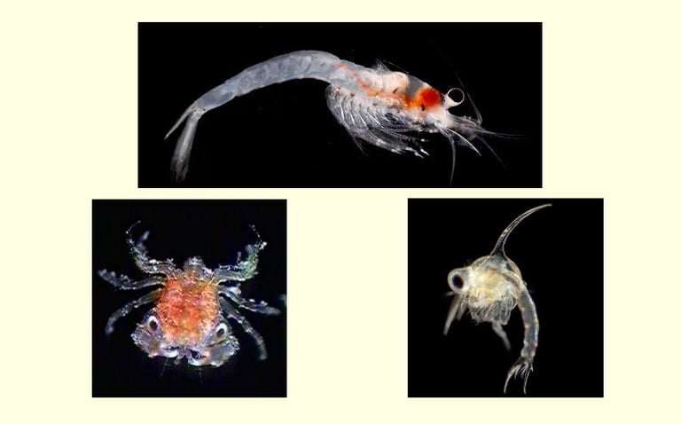 エビ、カニ幼生プランクトン